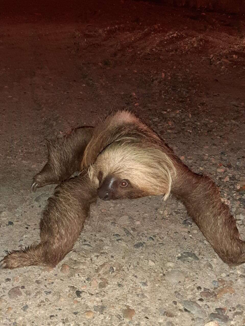 Image of two-toed sloths