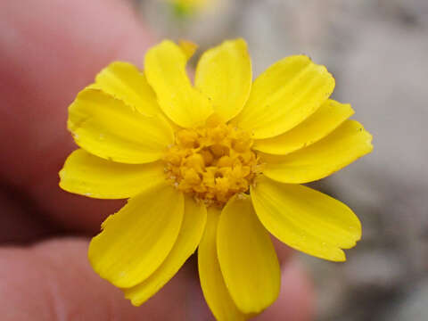 Imagem de Coreopsis hamiltonii (Elmer) H. K. Sharsmith