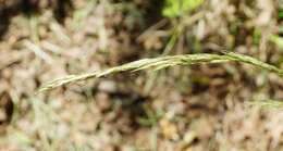 Image of Alaska oniongrass