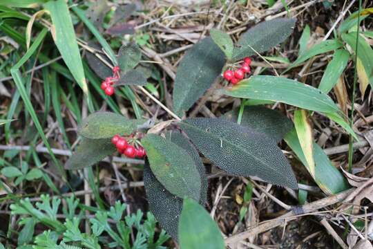 Imagem de Ardisia mamillata Hance