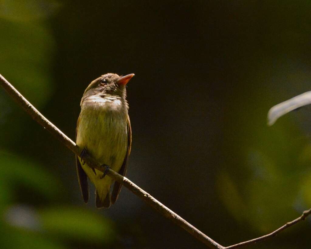 Image of Dwarf Tyranneutes