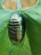 Image of Metallic Emerald Cockroach