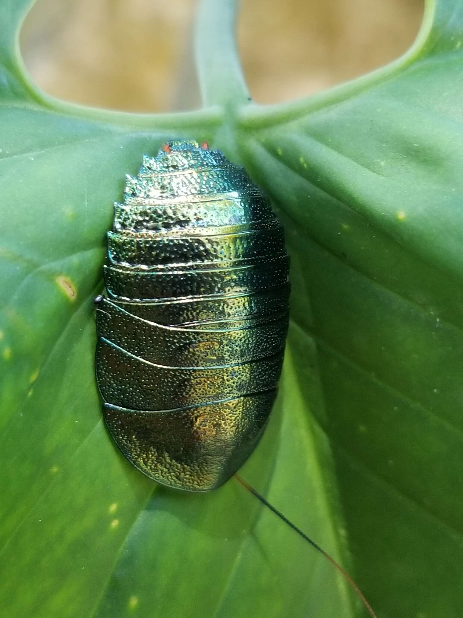 Image of Metallic Emerald Cockroach