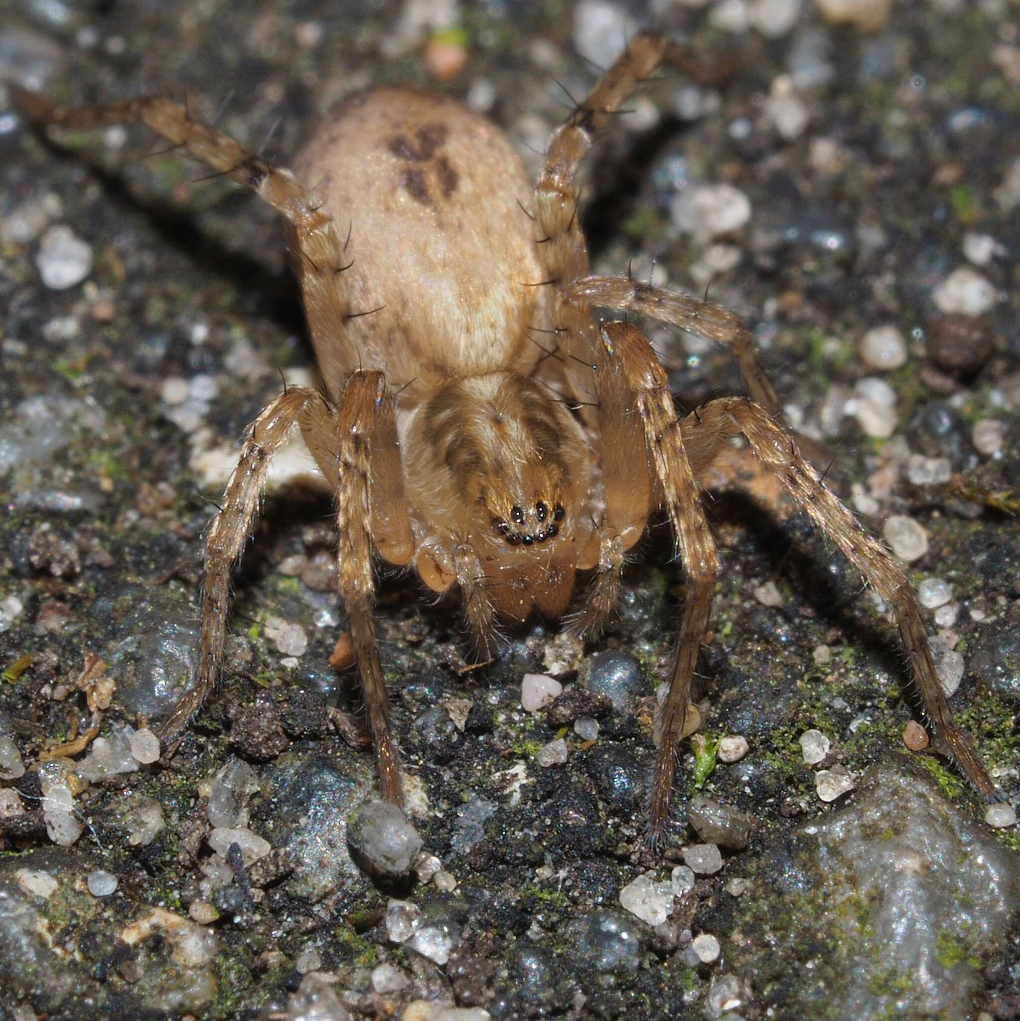 Image of Anyphaena accentuata (Walckenaer 1802)