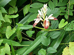 Image of Alpinia calcarata (Andrews) Roscoe