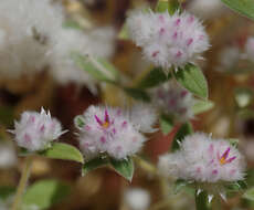 Image of Gomphrena cunninghamii (Moq.) Druce