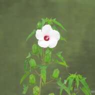 Image of halberdleaf rosemallow