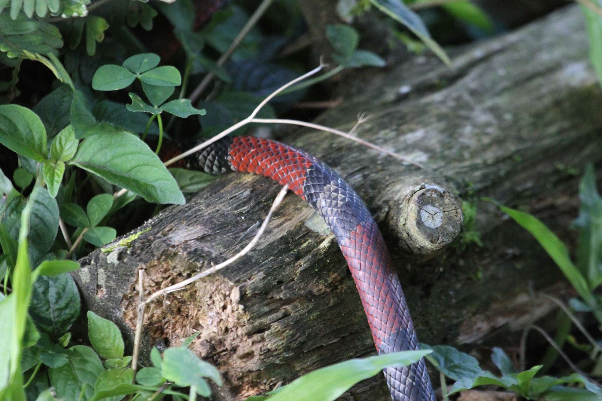 Image of False Coral Snake