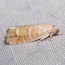 Image of Slash Pine Seedworm Moth