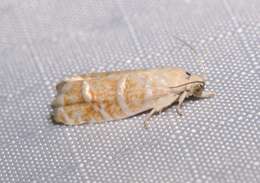 Image of Slash Pine Seedworm Moth