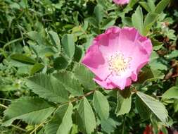 Image of prairie rose