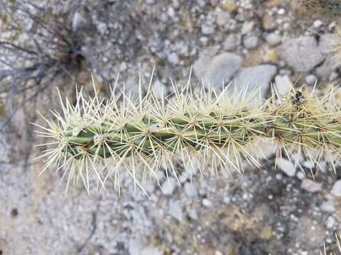 Imagem de Cylindropuntia acanthocarpa subsp. coloradensis (L. D. Benson) U. Guzmán