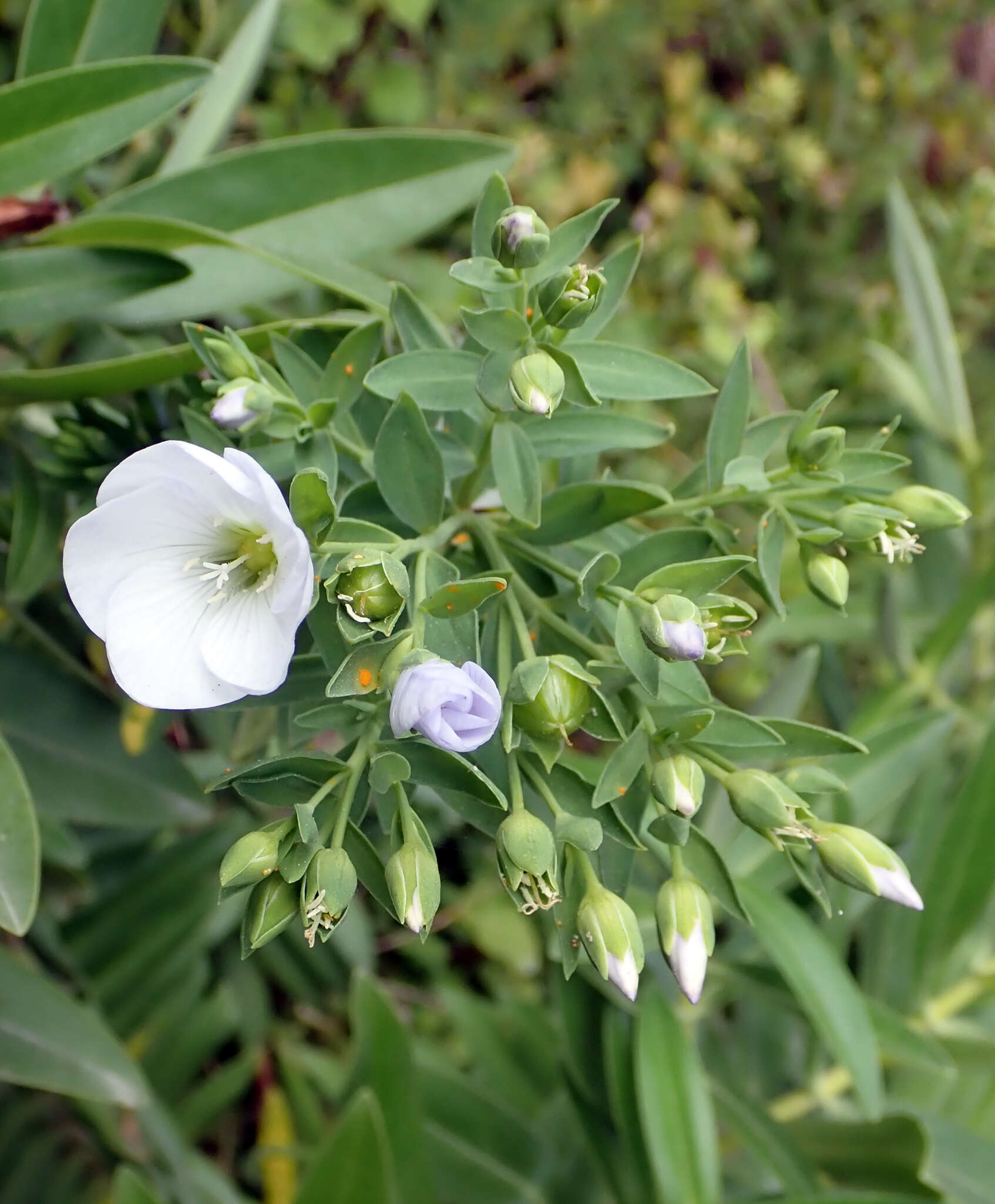 Image of Linum monogynum var. chathamicum Cockayne