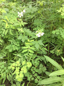 Imagem de Geranium richardsonii Fisch. & Trautv. ex Fisch., C. A. Mey. & Trautv.