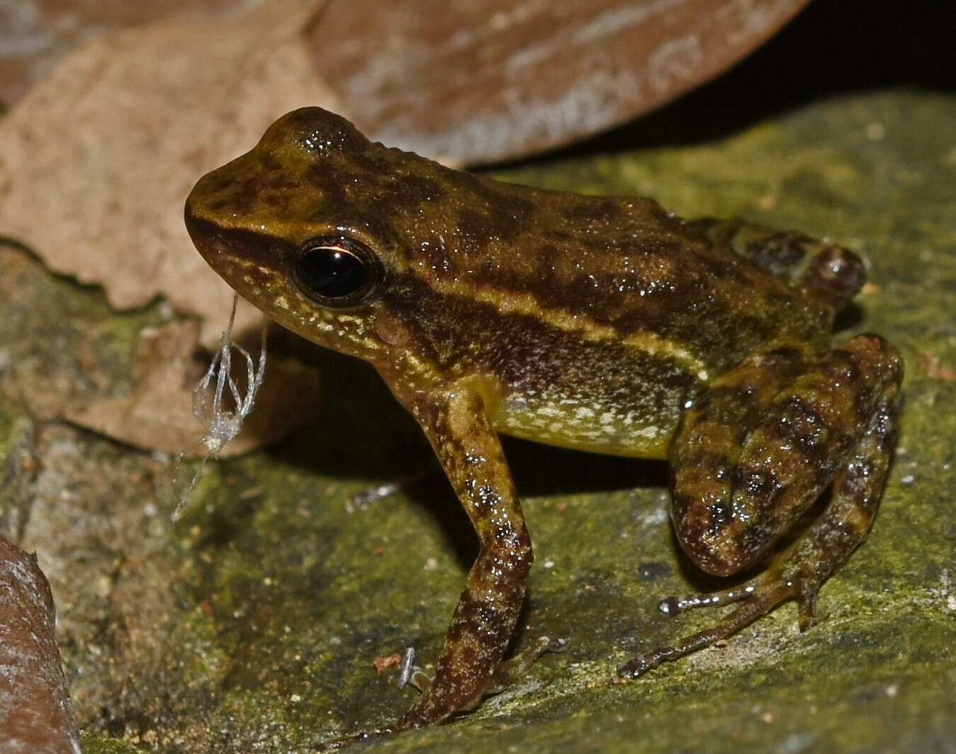 Image of Hyloxalus infraguttatus (Boulenger 1898)