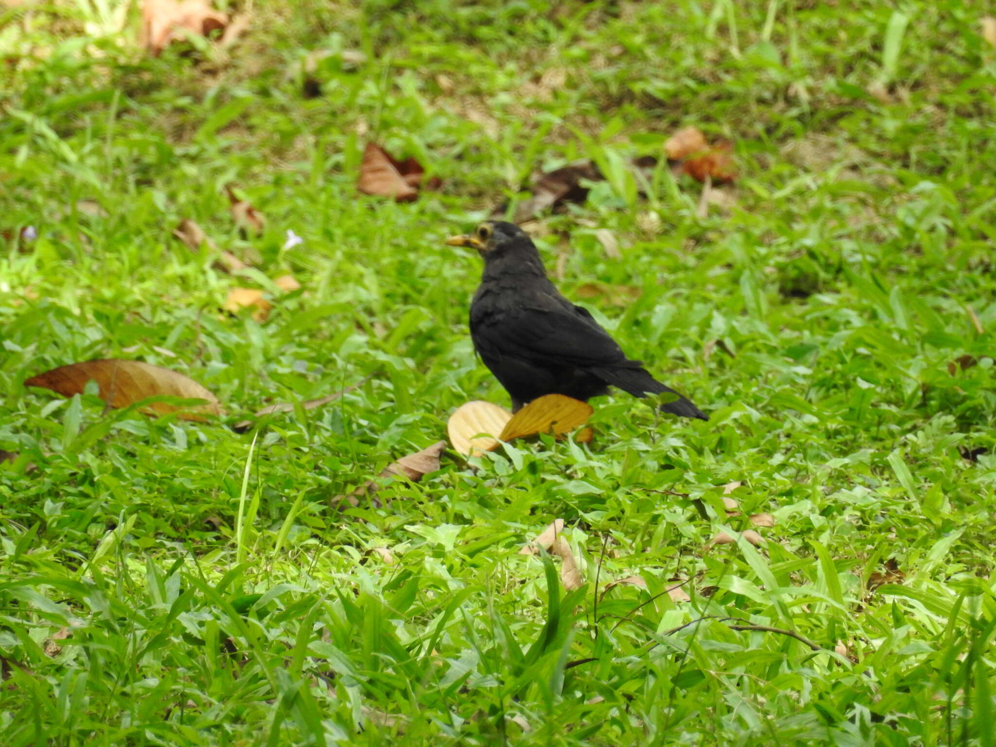 Image of Chinese Blackbird