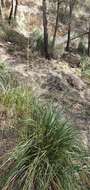 Image of Mauritanian grass