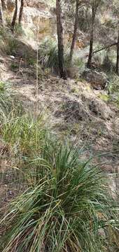 Image of Mauritanian grass