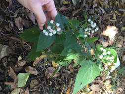 Plancia ëd Ageratina altissima (L.) R. King & H. Rob.