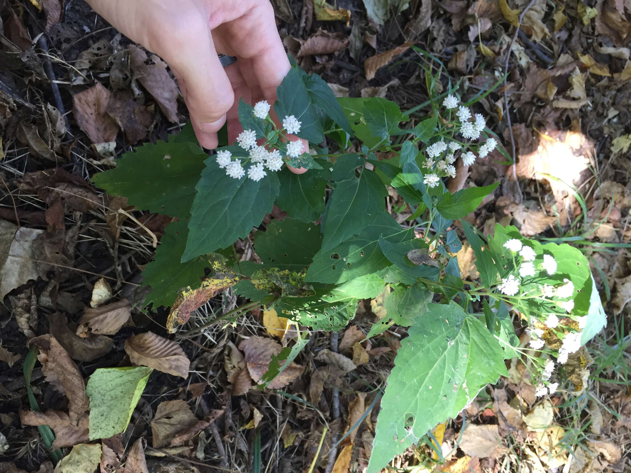 Image of white snakeroot