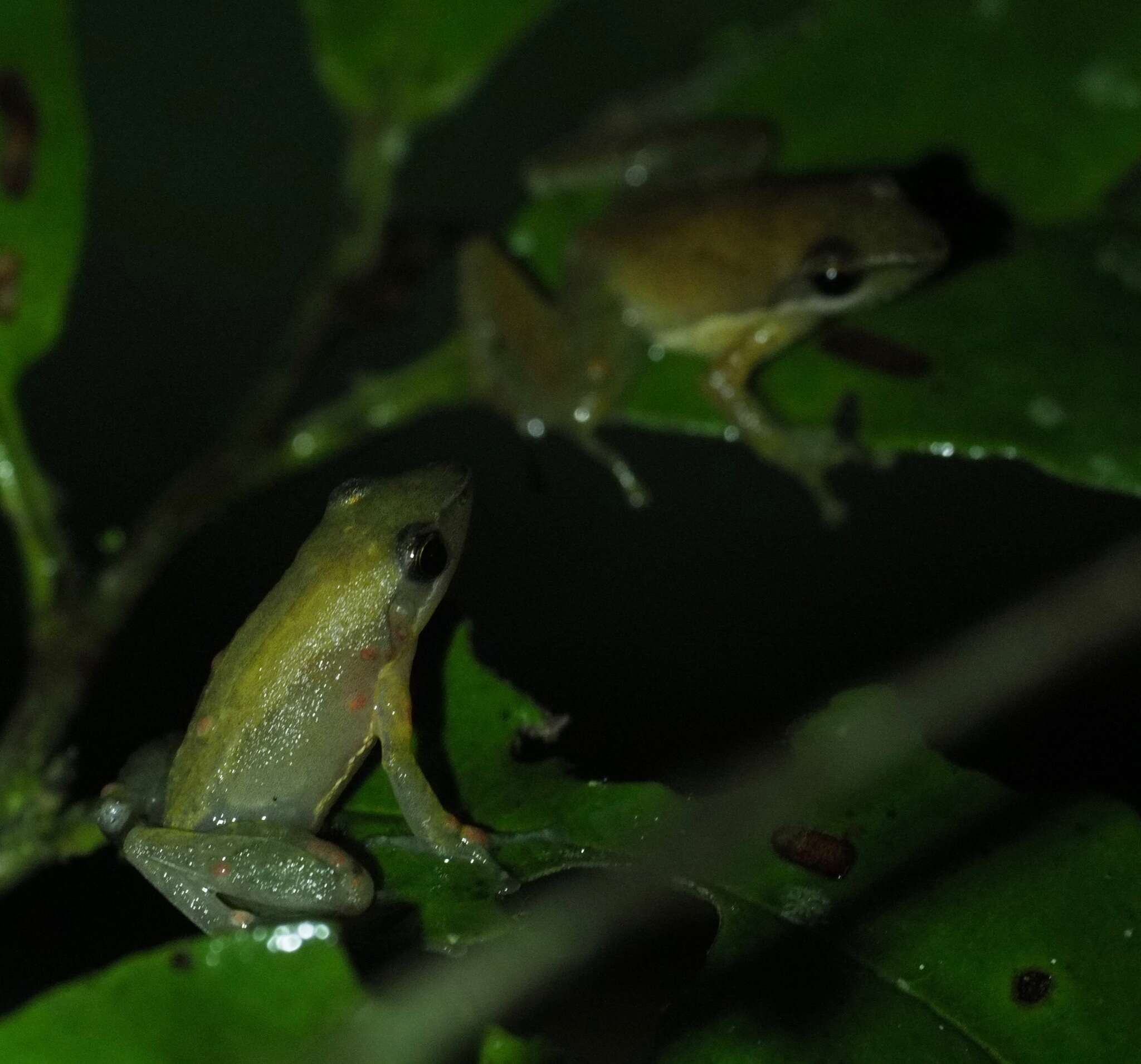 Image of Blommersia blommersae (Guibé 1975)