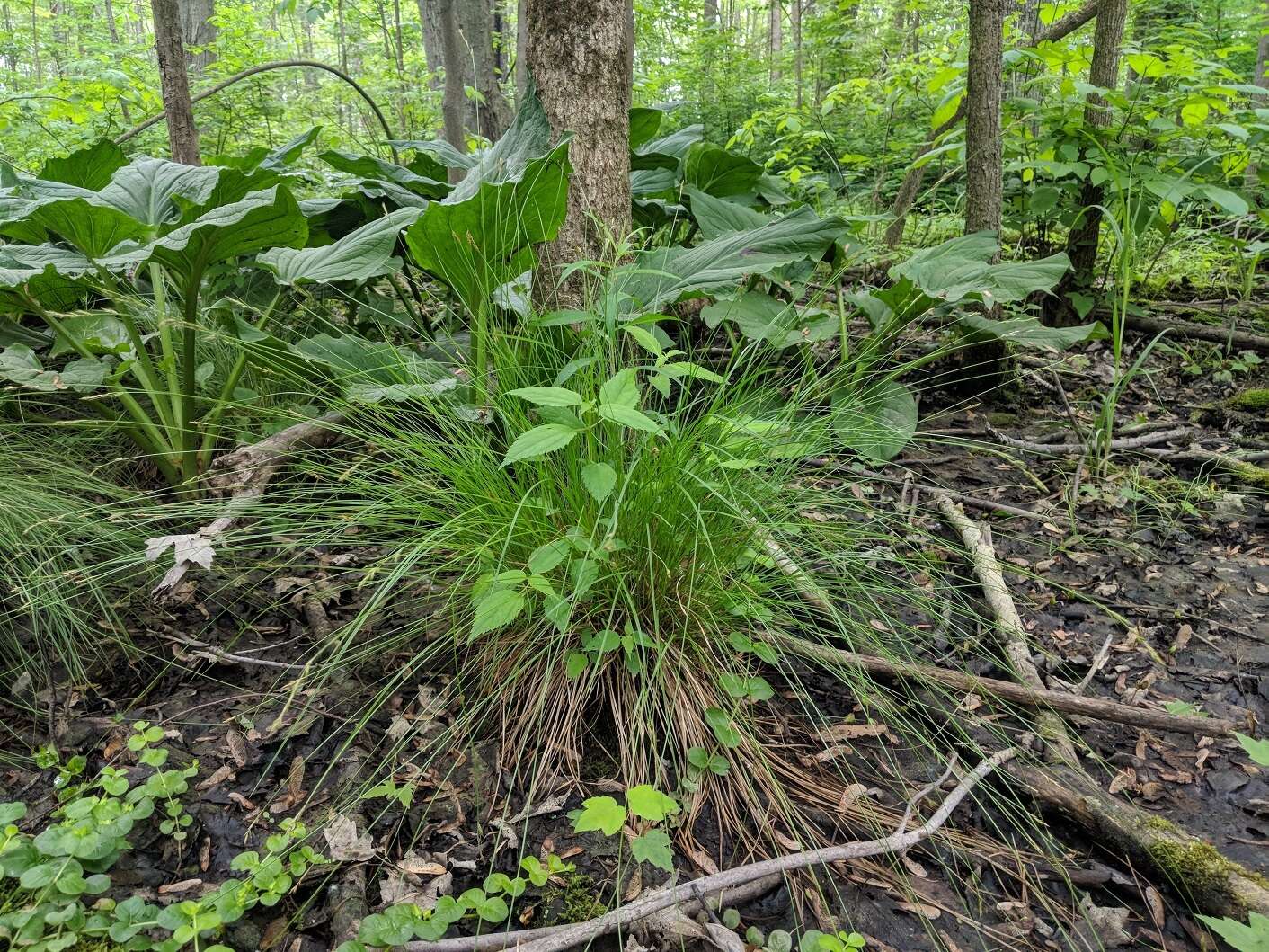 Image of brome-like sedge