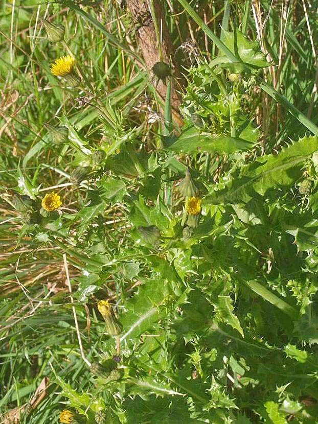 Слика од Sonchus asper (L.) Hill