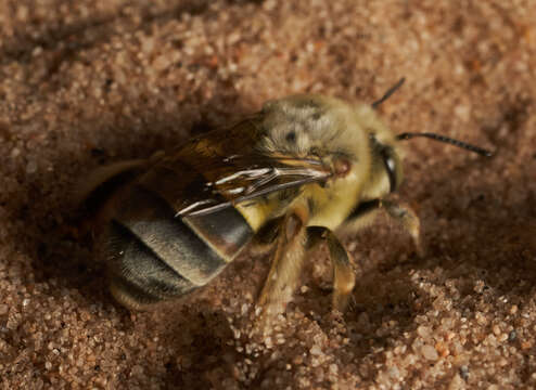 Image of Habropoda pallida (Timberlake 1937)