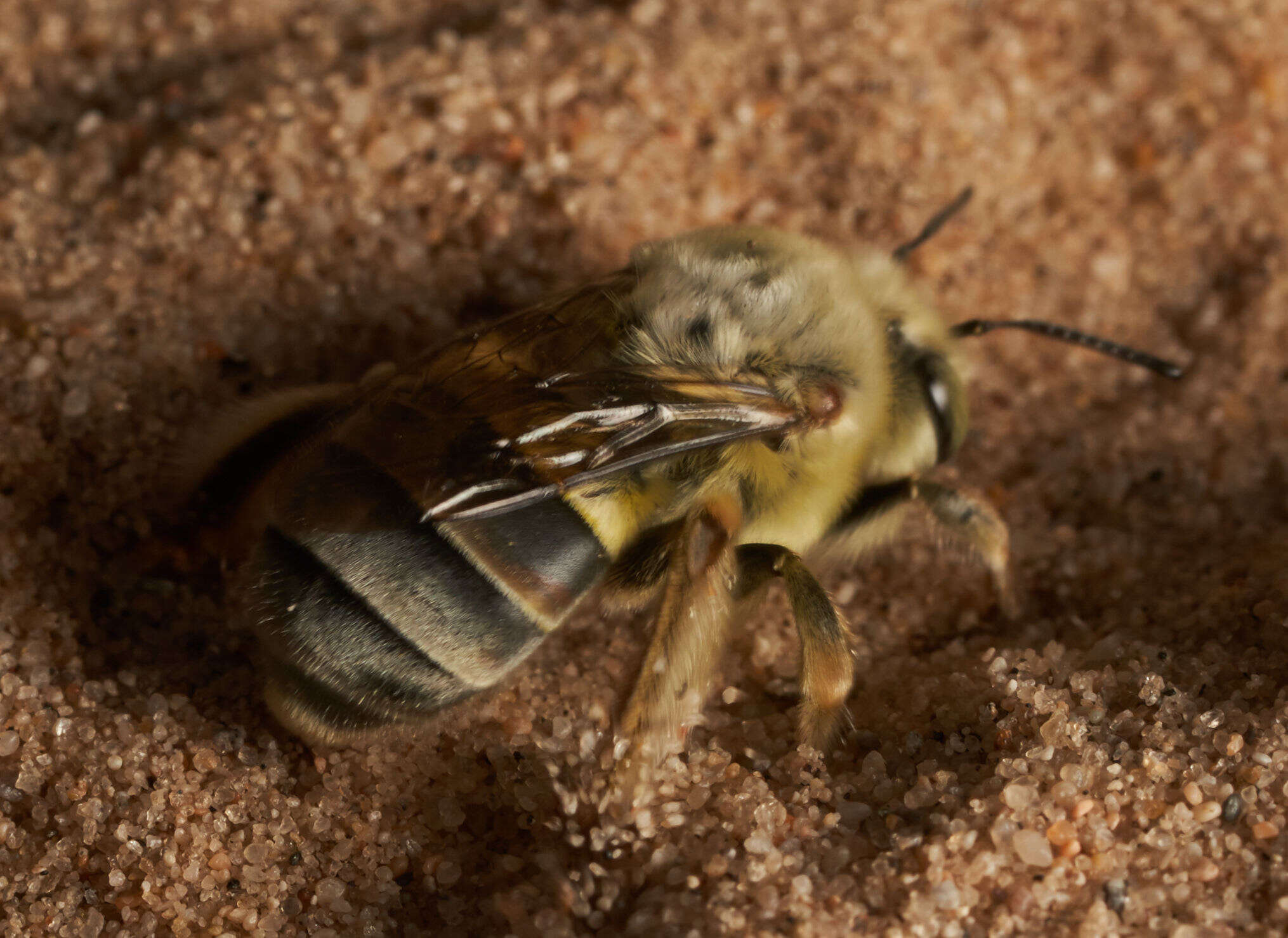 Image of Habropoda pallida (Timberlake 1937)