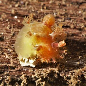 Image of Tasselled nudibranch