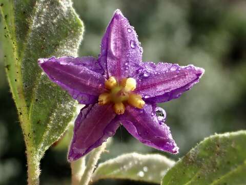 Image of Solanum esuriale Lindl.