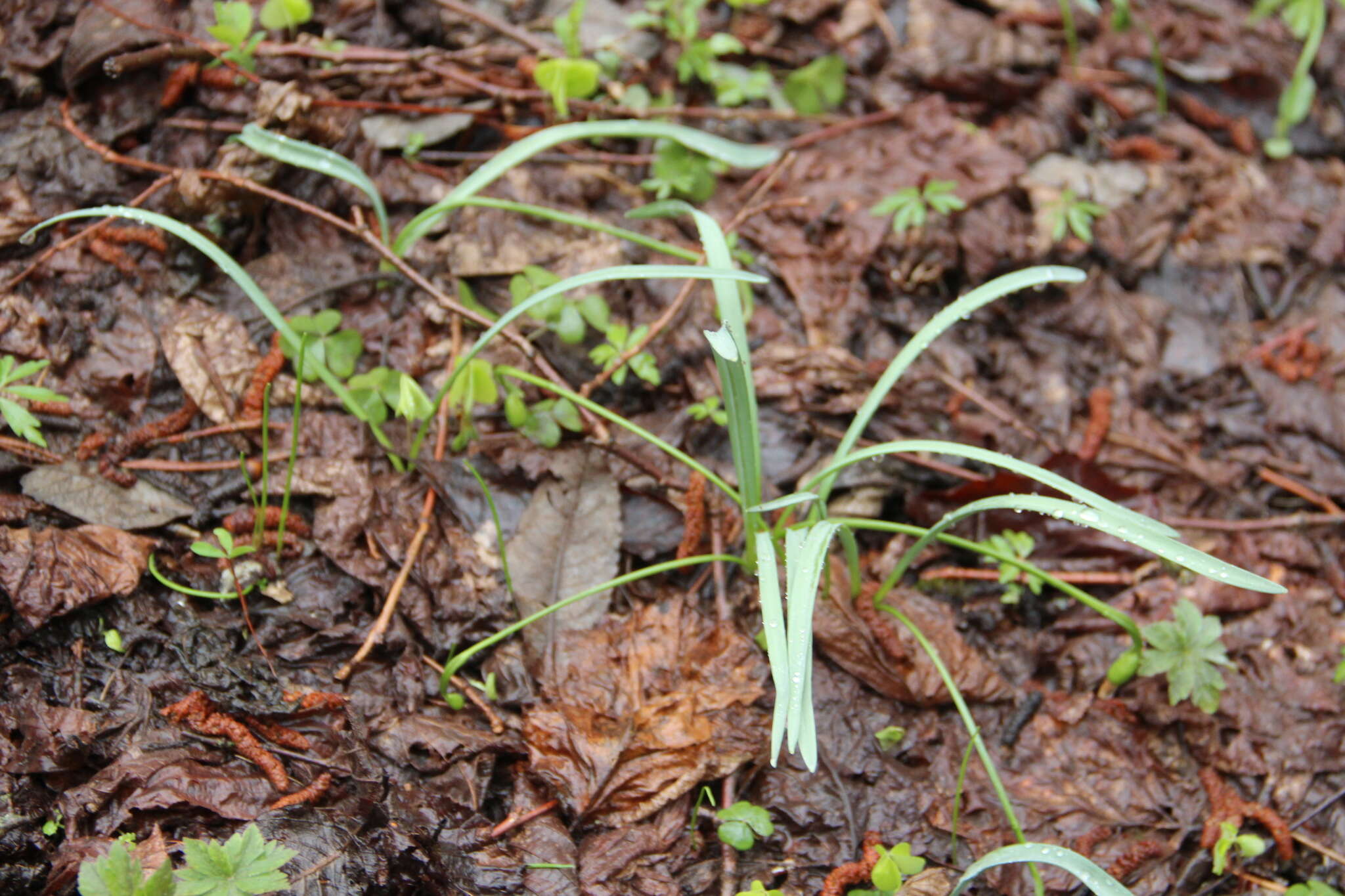 Image of Galanthus angustifolius Koss