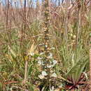 Image of Lawrencia glomerata Hook.