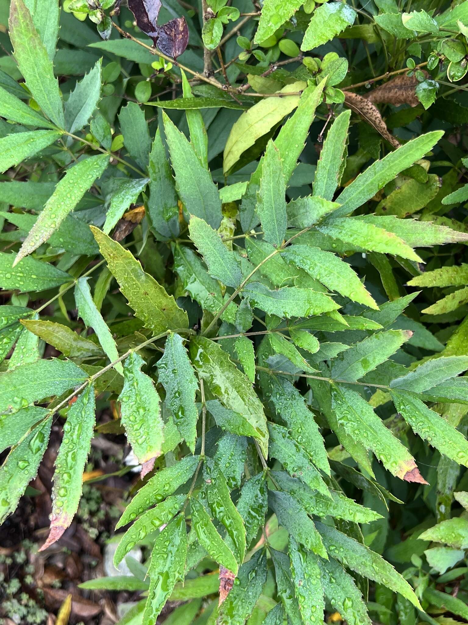 Image of Berberis fortunei Lindl.