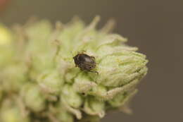 Image of Weevil