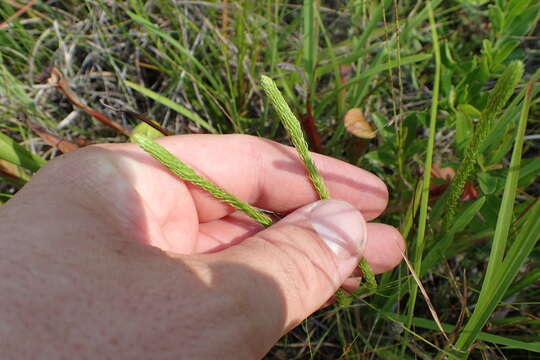 Image of southern bog clubmoss