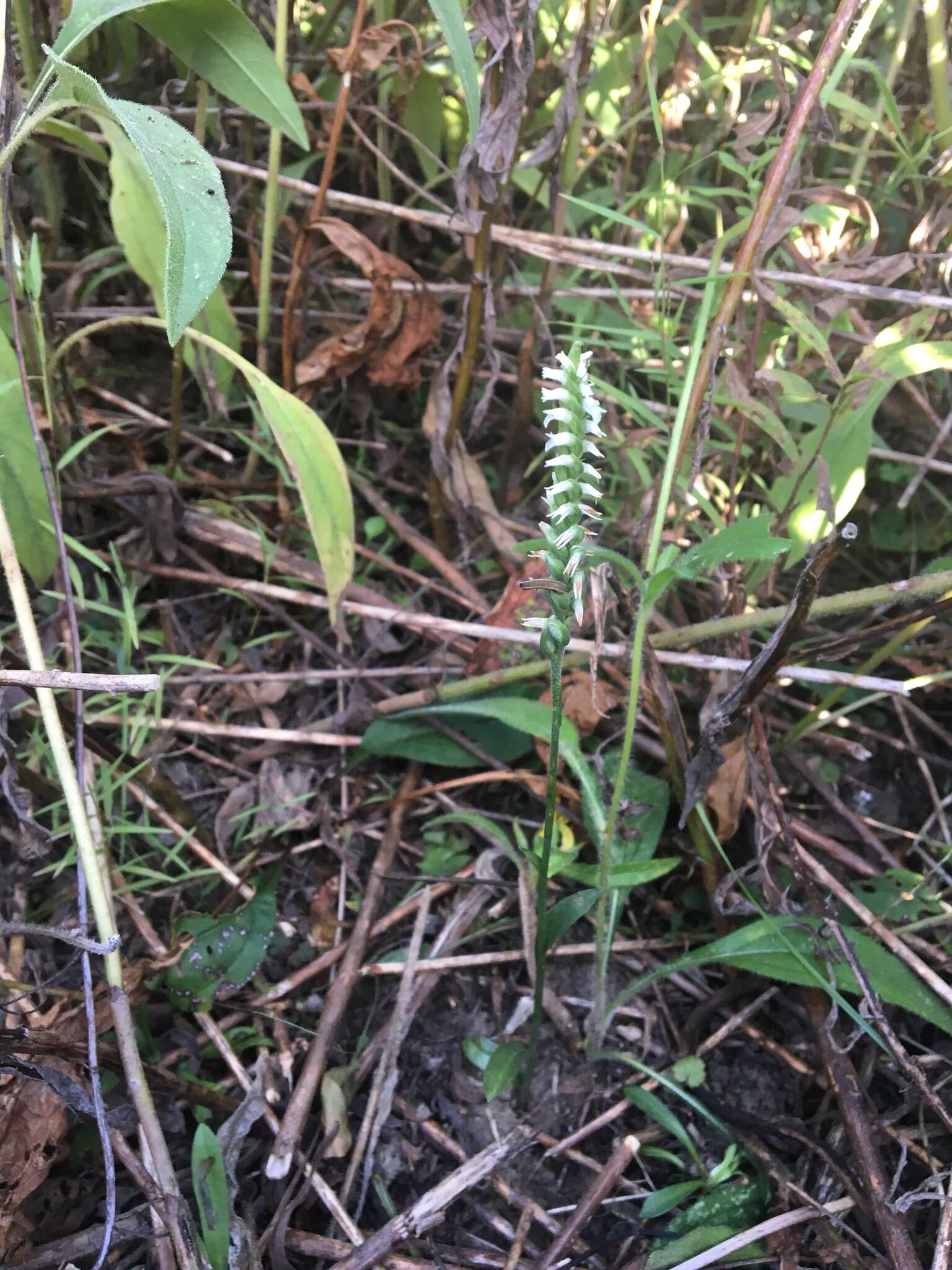 Image of October lady's tresses