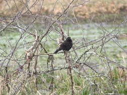 Image of Yellow-winged Blackbird