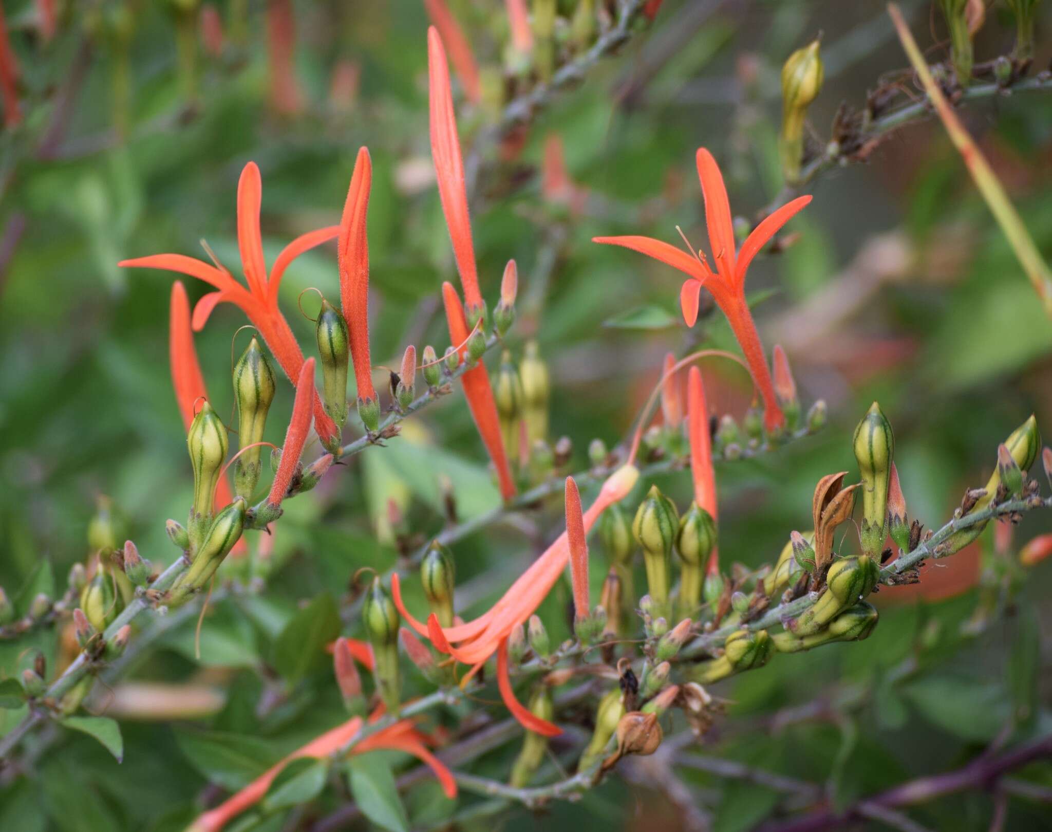 Anisacanthus quadrifidus (Vahl) Standl. resmi