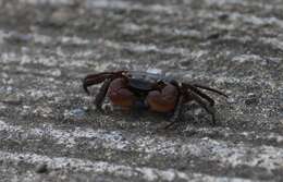 Image of apple crab