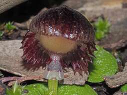 Image of Stately helmet orchid