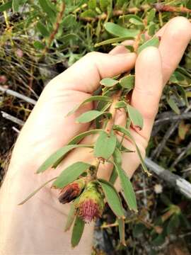 Image of <i>Leucospermum <i>tottum</i></i> var. tottum