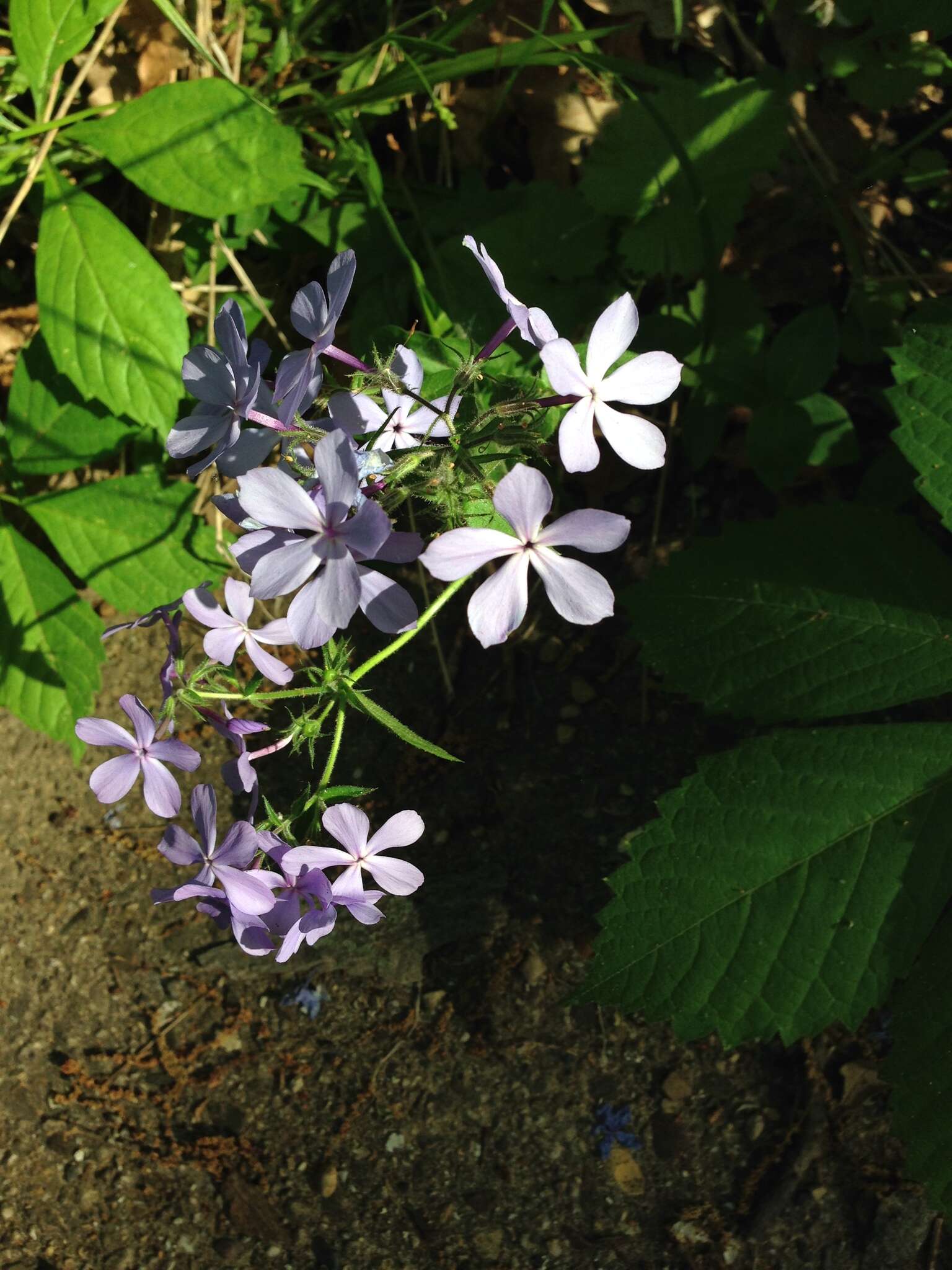 Imagem de Phlox divaricata subsp. laphamii (Alph. Wood) Wherry