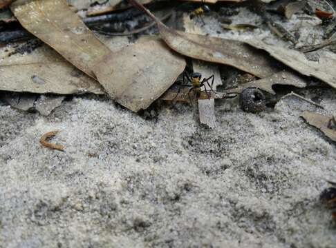 Image de Polyrhachis semiaurata Mayr 1876