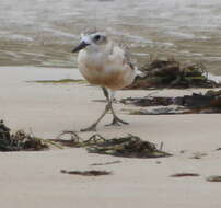 Charadrius obscurus aquilonius Dowding 1994 resmi