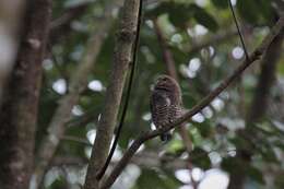 Imagem de Glaucidium radiatum (Tickell 1833)