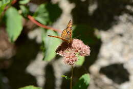 Image of Pearl Crescent