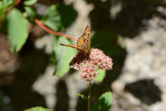 Image of Pearl Crescent