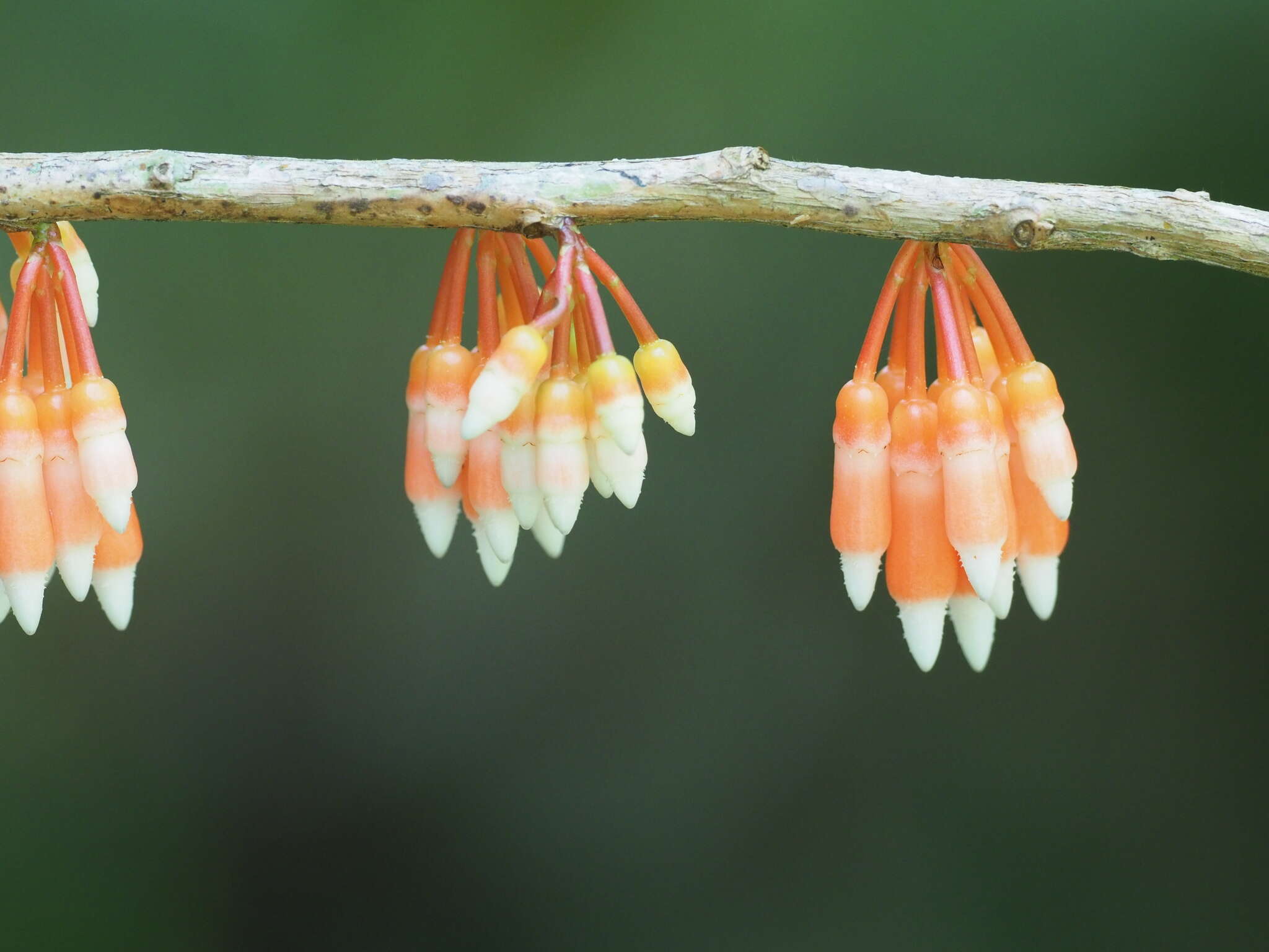 Image of Psammisia ramiflora Klotzsch