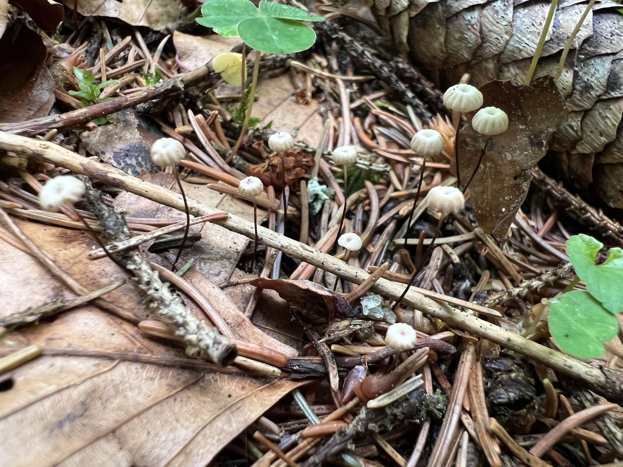 Image of Marasmius wettsteinii Sacc. & P. Syd. 1899